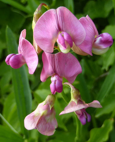 lathyrus sylvestris