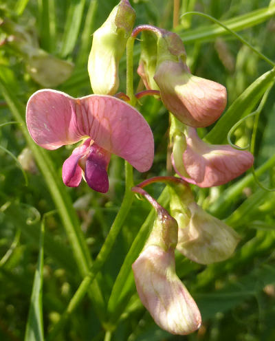 lathyrus sylvestris