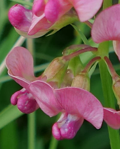 lathyrus sylvestris