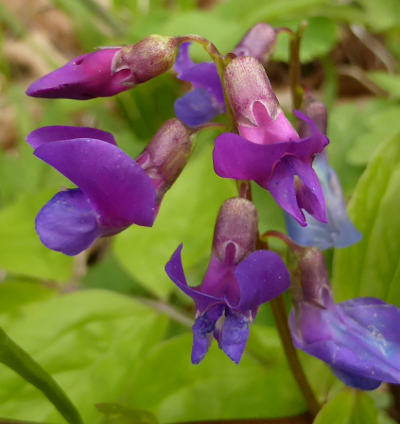 lathyrus vernus