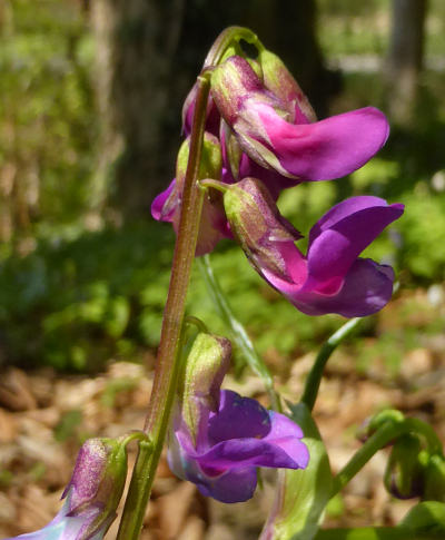 lathyrus vernus