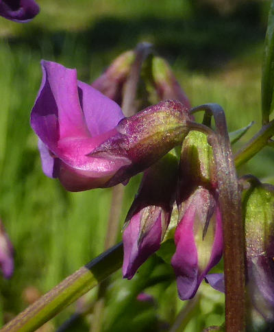 lathyrus vernus