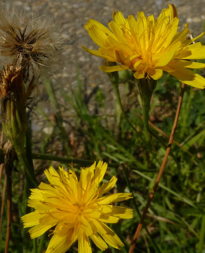 leontodon autumnalis