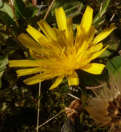 leontodon autumnalis