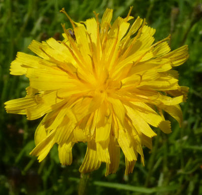 leontodon autumnalis