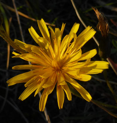 leontodon autumnalis