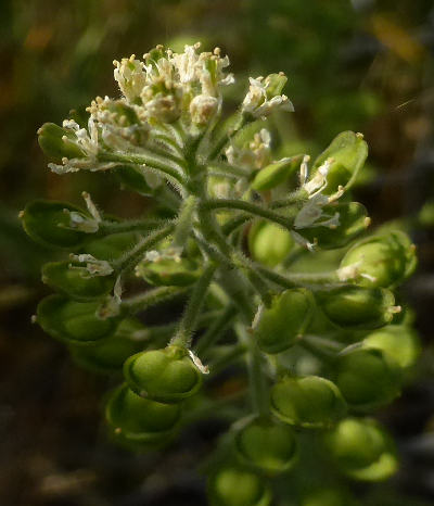 lepidium campestre