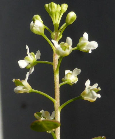 lepidium campestre