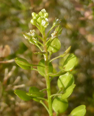 lepidium virginicum