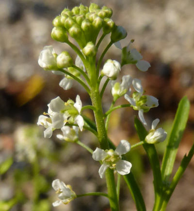 lepidium virginicum