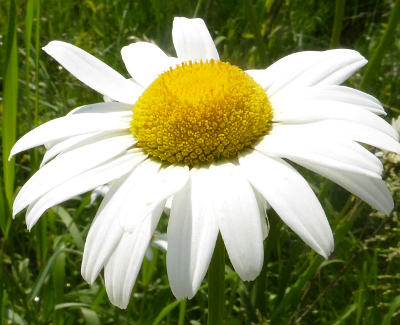 leucanthemum vulgare