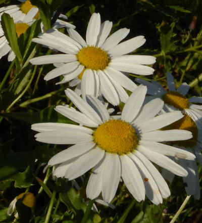 leucanthemum vulgare