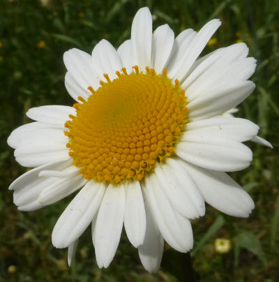 leucanthemum vulgare