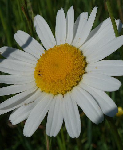 leucanthemum vulgare