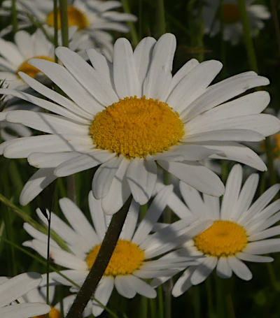 leucanthemum vulgare