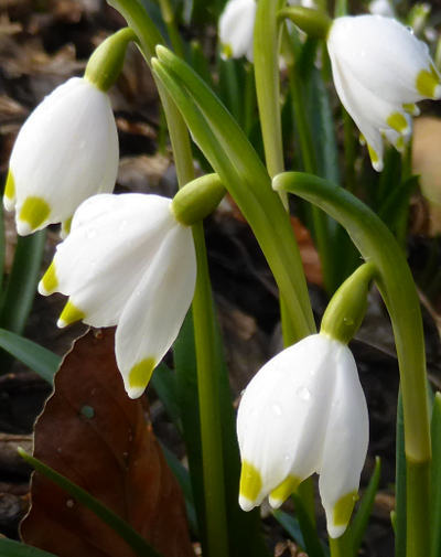 leucojum vernum