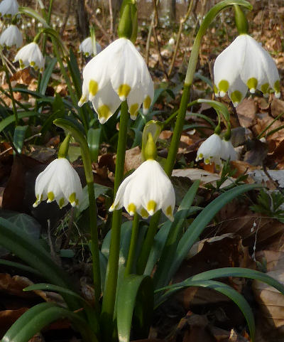 leucojum vernum