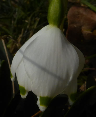 leucojum vernum