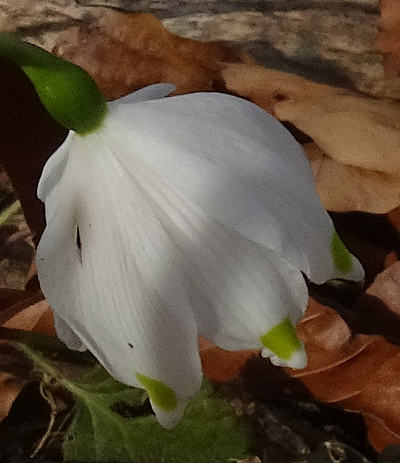 leucojum vernum