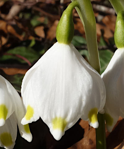 leucojum vernum