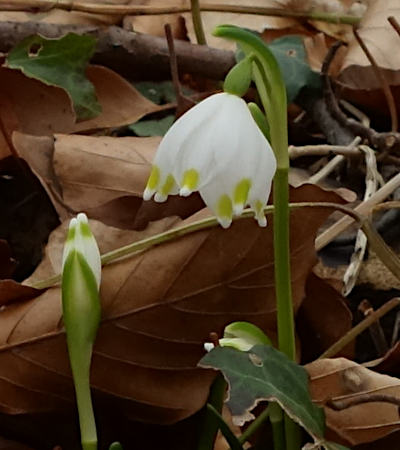 leucojum vernum