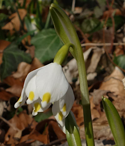 leucojum vernum