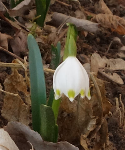 leucojum vernum