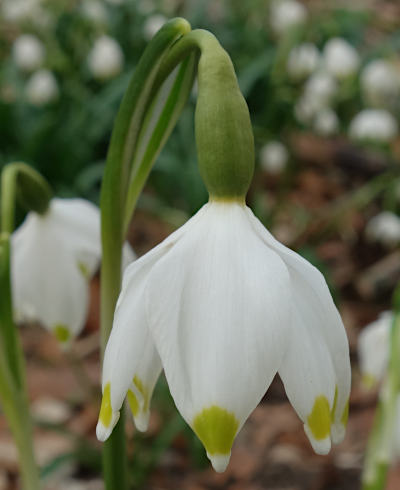 leucojum vernum