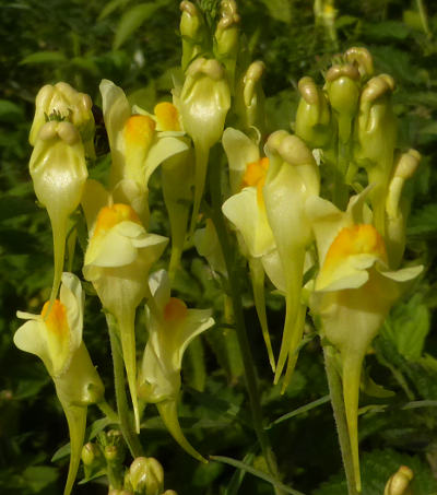 linaria vulgaris