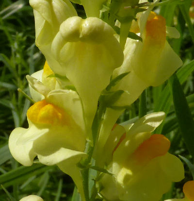 linaria vulgaris