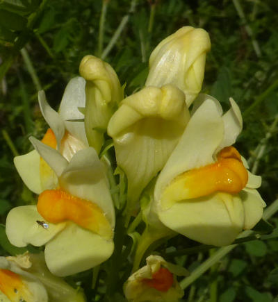 linaria vulgaris