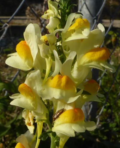 linaria vulgaris