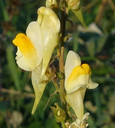 linaria vulgaris