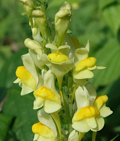 linaria vulgaris