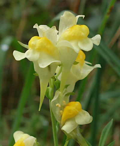 linaria vulgaris