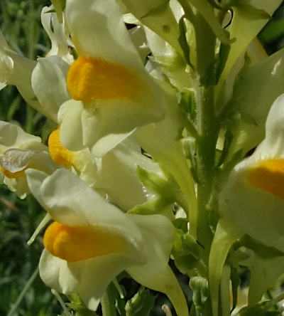 linaria vulgaris