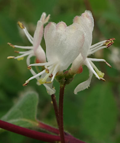 lonicera xylosteum