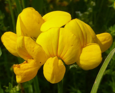 lotus corniculatus