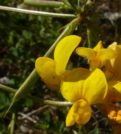 lotus corniculatus