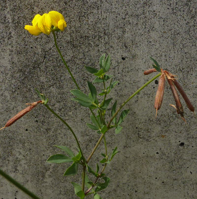 lotus corniculatus