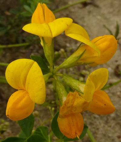 lotus corniculatus