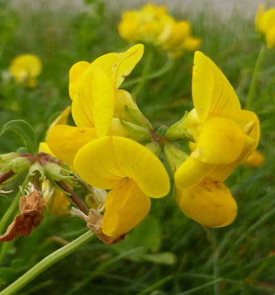 lotus corniculatus