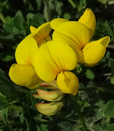 lotus corniculatus