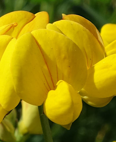 lotus corniculatus