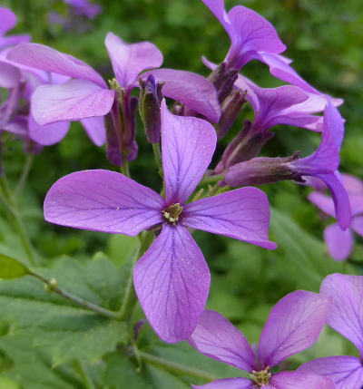 lunaria annua