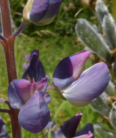 lupinus polyphyllus