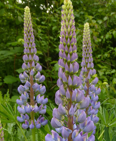 lupinus polyphyllus