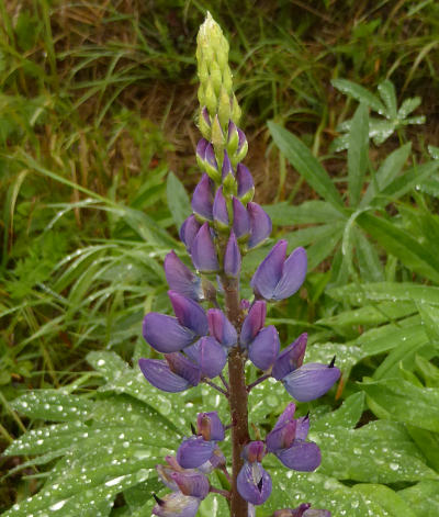 lupinus polyphyllus