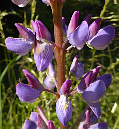 lupinus polyphyllus