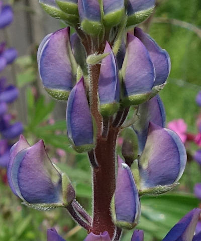 lupinus polyphyllus